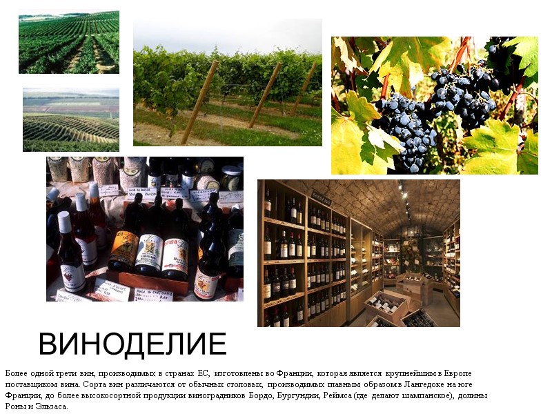 ВИНОДЕЛИЕ Более одной трети вин, производимых в странах ЕС, изготовлены во Франции, которая является